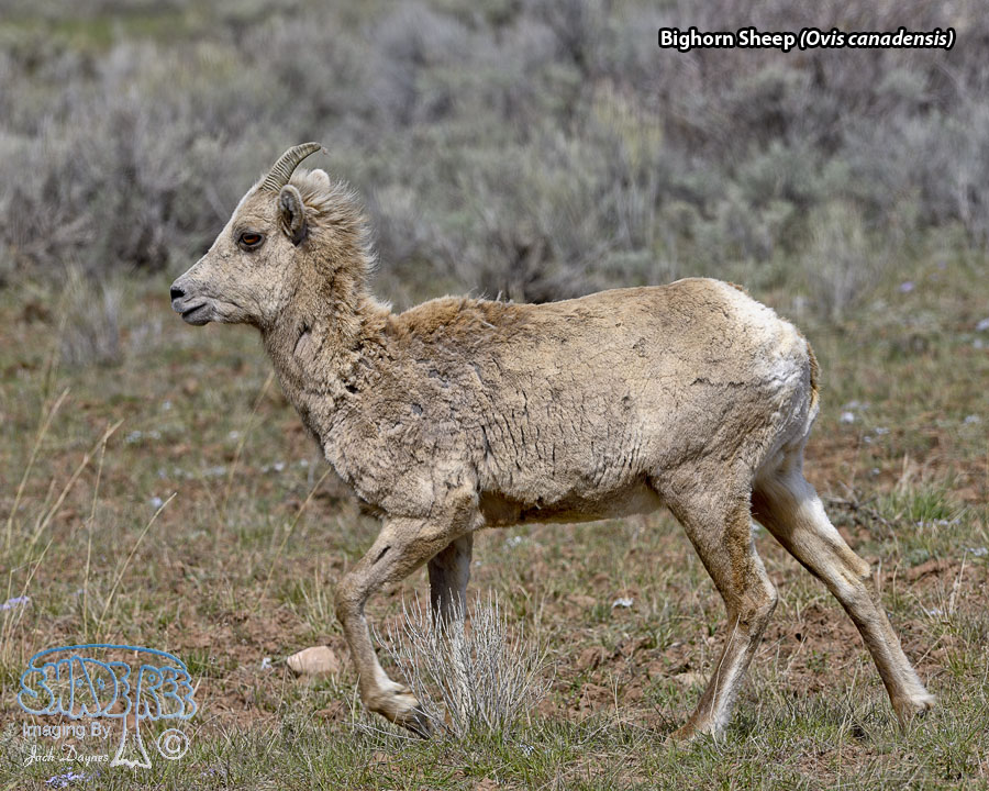 Bighorn Sheep - Ovis canadensis