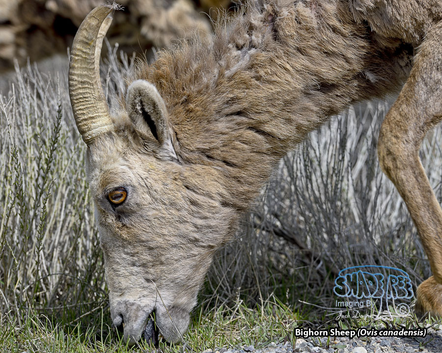 Bighorn Sheep - Ovis canadensis