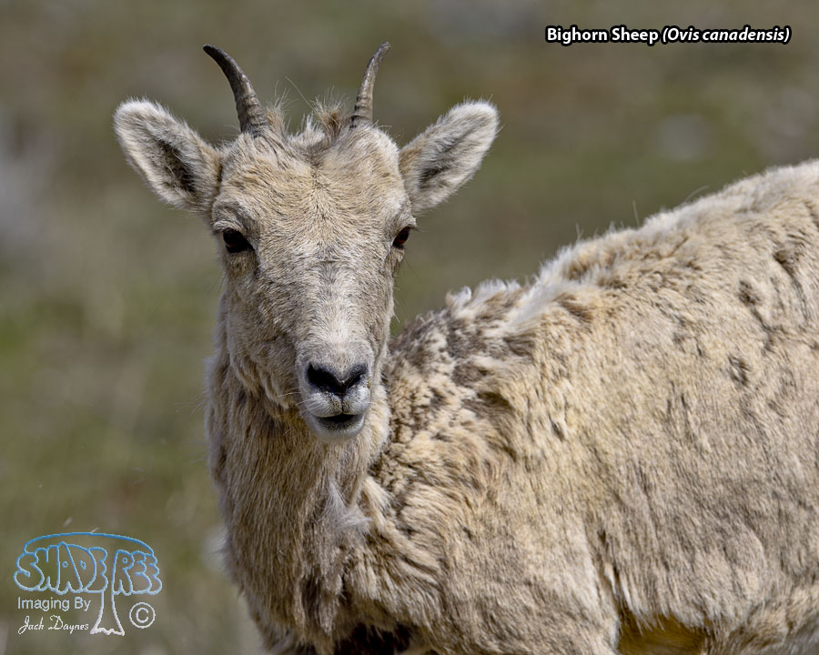 Bighorn Sheep - Ovis canadensis