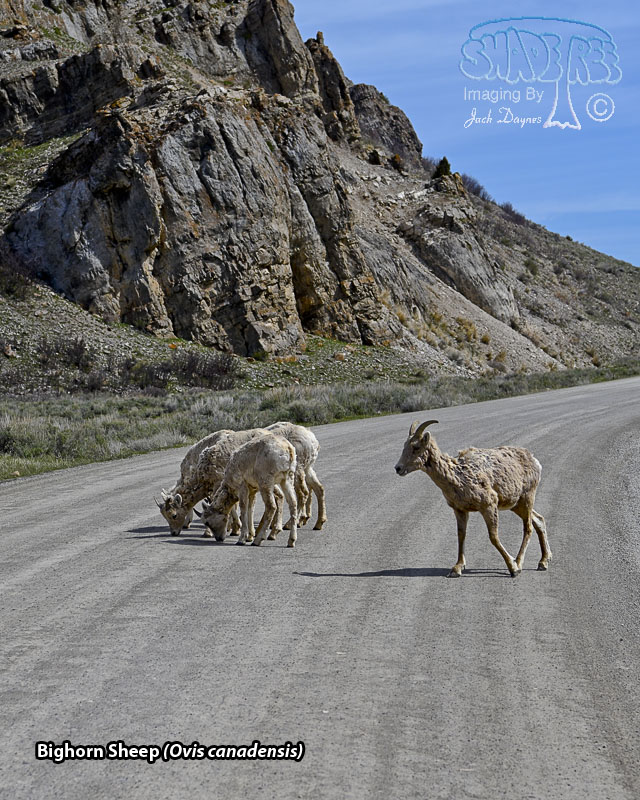Bighorn Sheep - Ovis canadensis