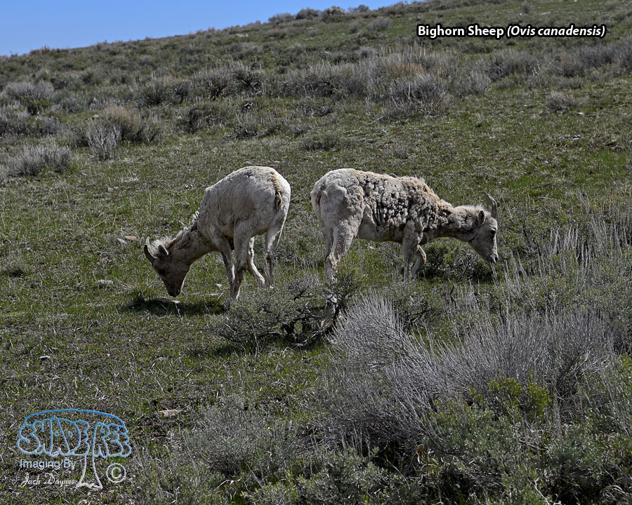 Bighorn Sheep - Ovis canadensis