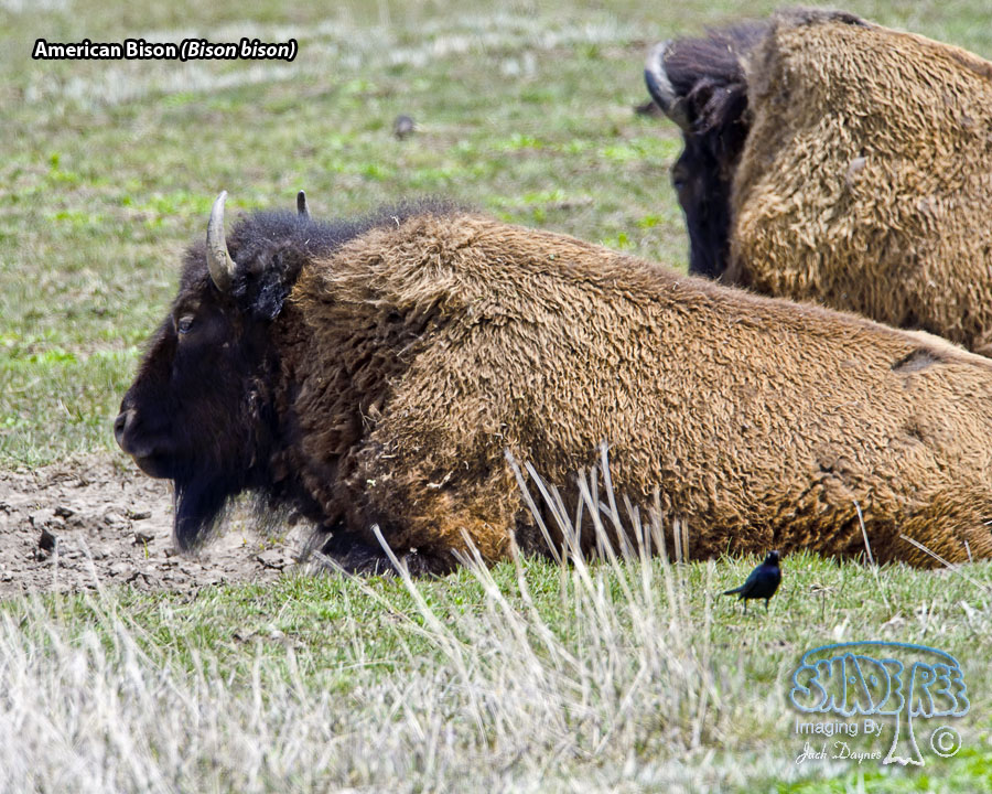 American Bison - Bison bison