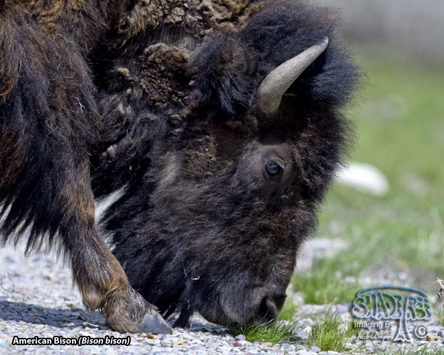 American Bison - Bison bison