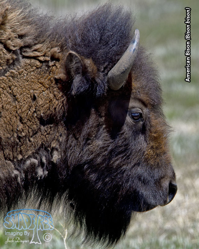 American Bison - Bison bison