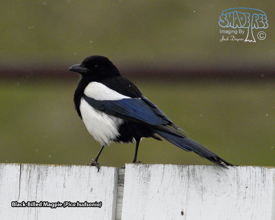 Black-Billed Magpie - Pica hudsonia