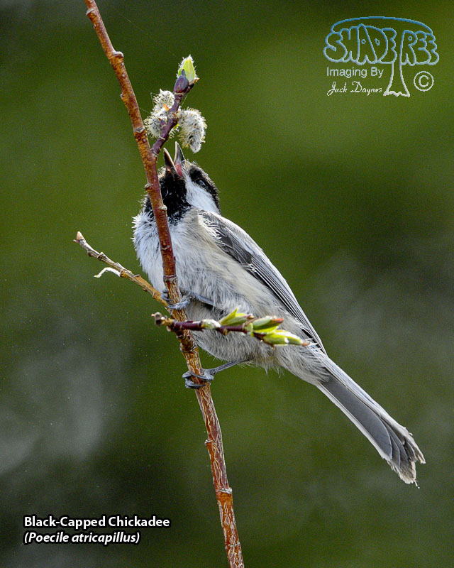 Black-Capped Chickadee - Poecile atricapillus
