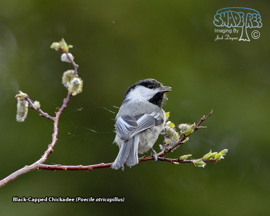 Black-Capped Chickadee - Poecile atricapillus