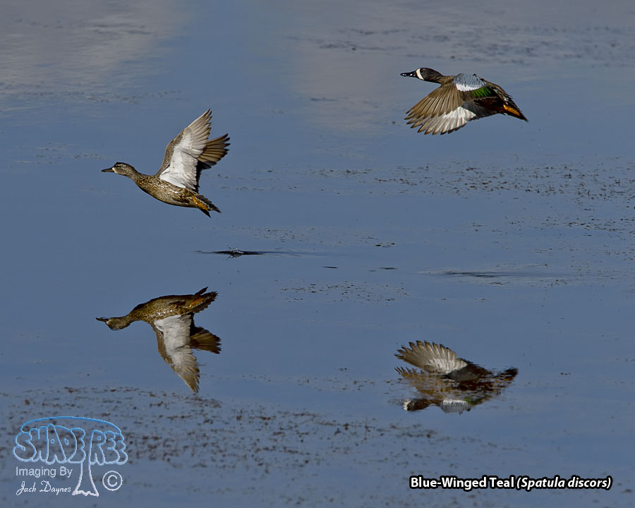 Blue-Winged Teal - Spatula discors