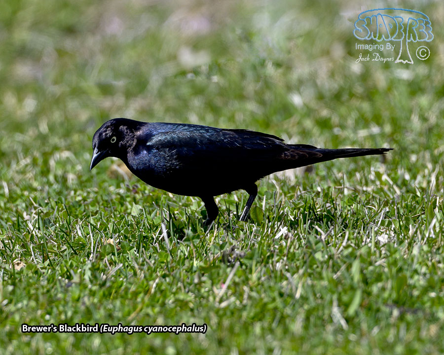 Brewer's Blackbird - Euphagus cyanocephalus
