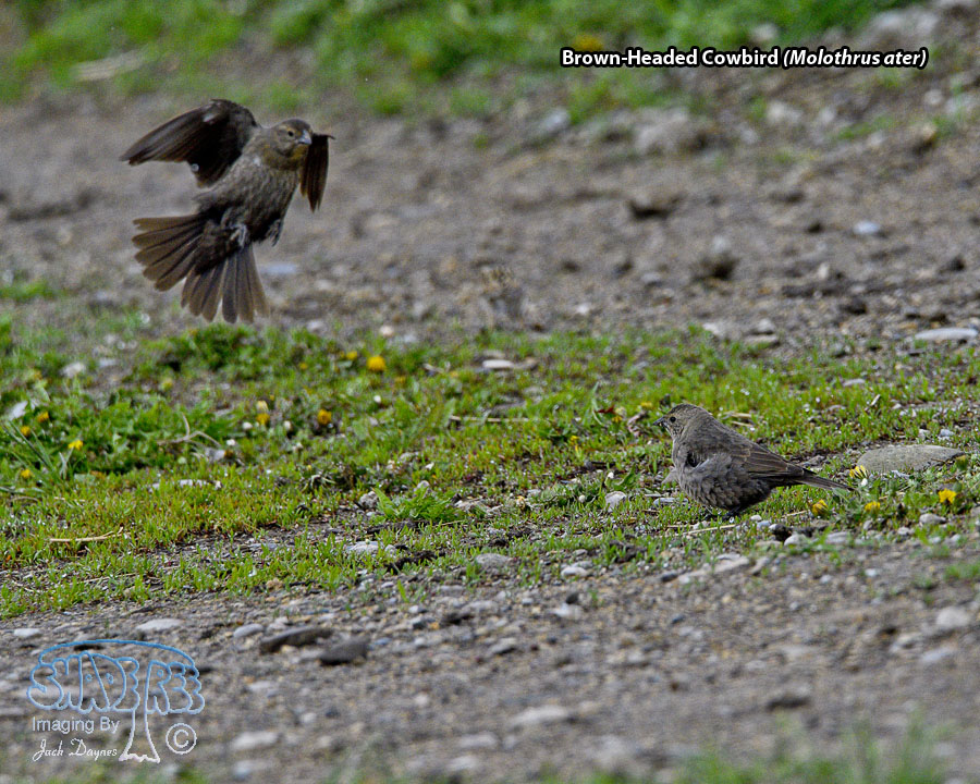 Brown-Headed Cowbird - Molothrus ater