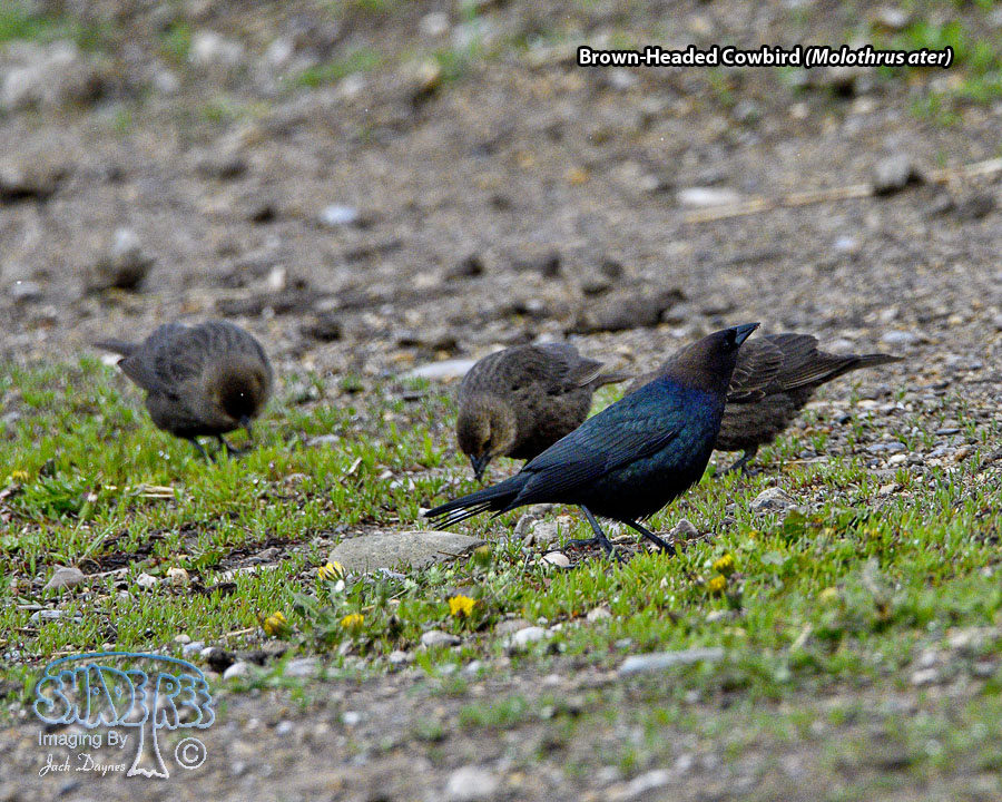 Brown-Headed Cowbird - Molothrus ater