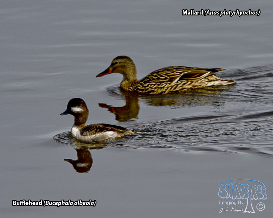 Bufflehead - Bucephala albeola