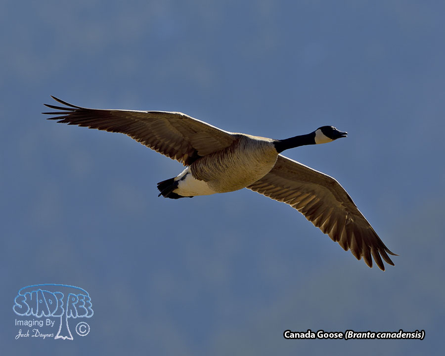 Canada Goose - Branta canadensis