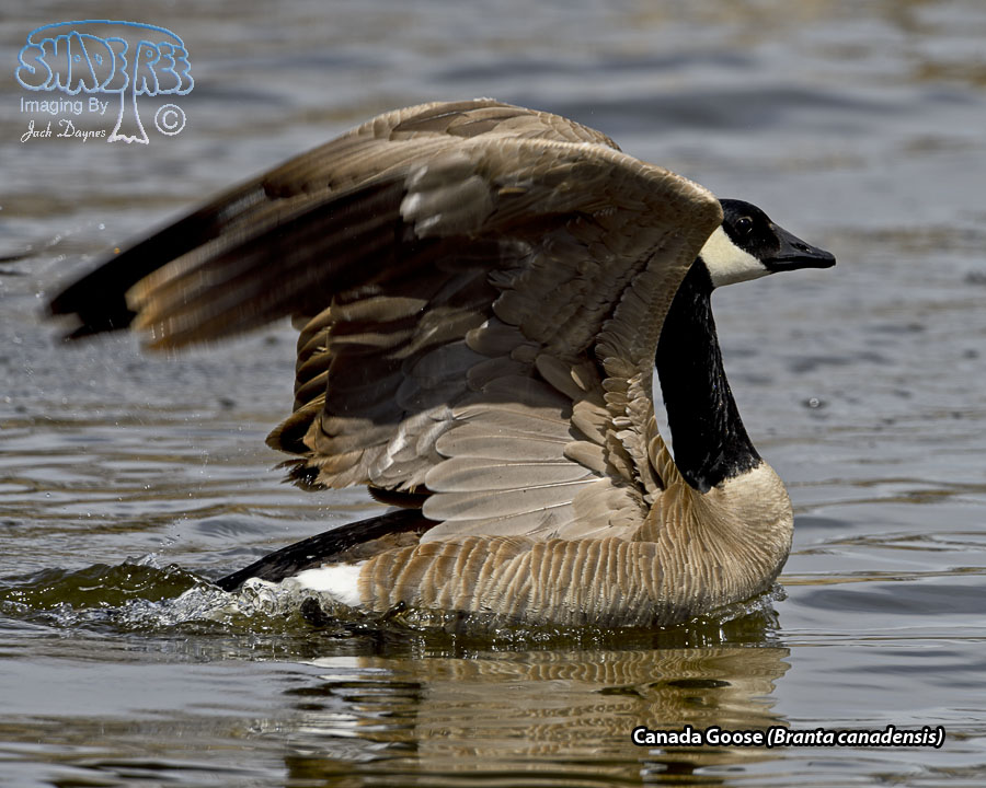 Canada Goose - Branta canadensis