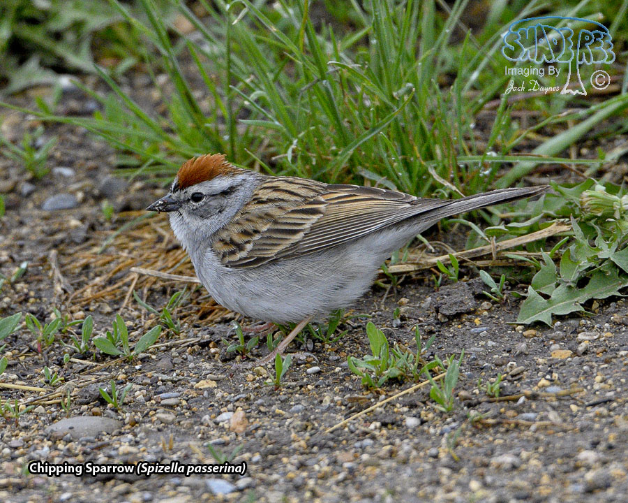 Chipping Sparrow - Spizella passerina