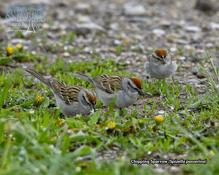 Chipping Sparrow - Spizella passerina