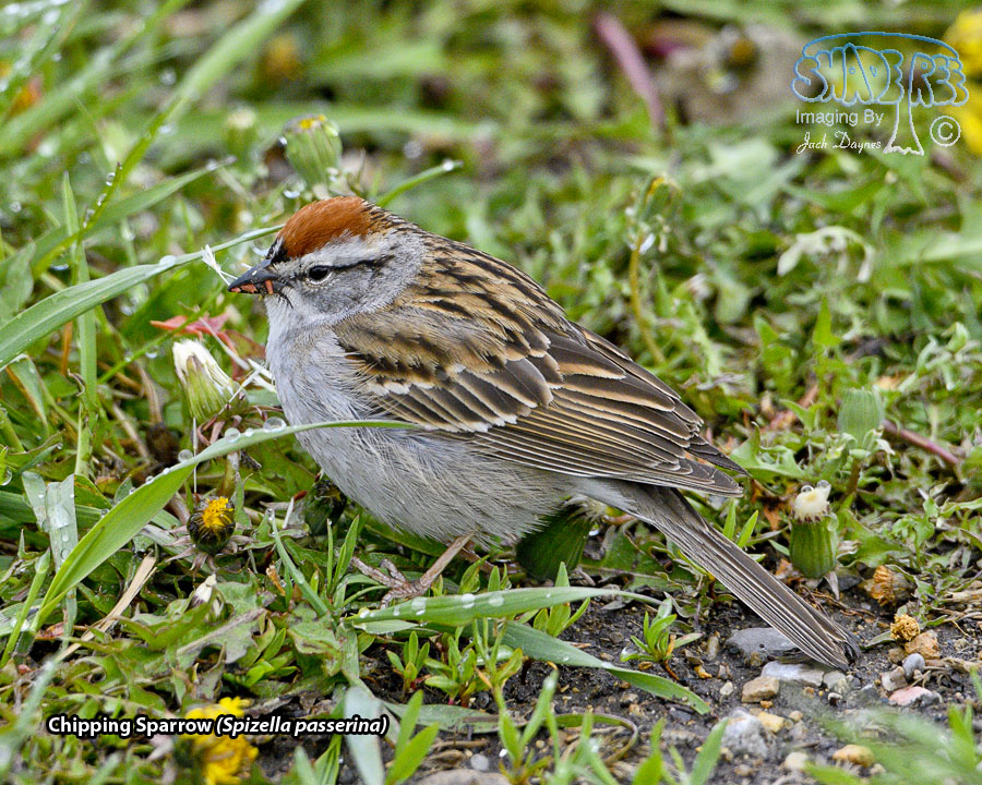 Chipping Sparrow - Spizella passerina