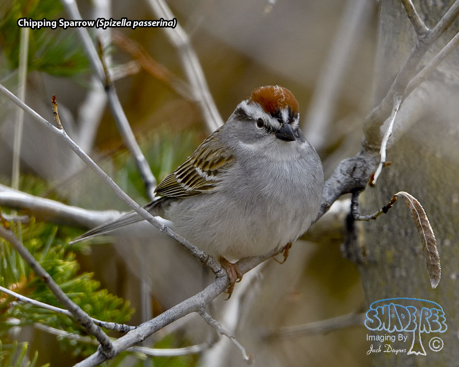 Chipping Sparrow - Spizella passerina
