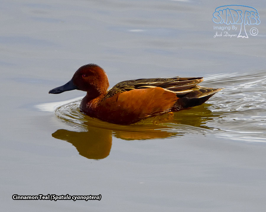 Cinnamon Teal - Spatula cyanoptera