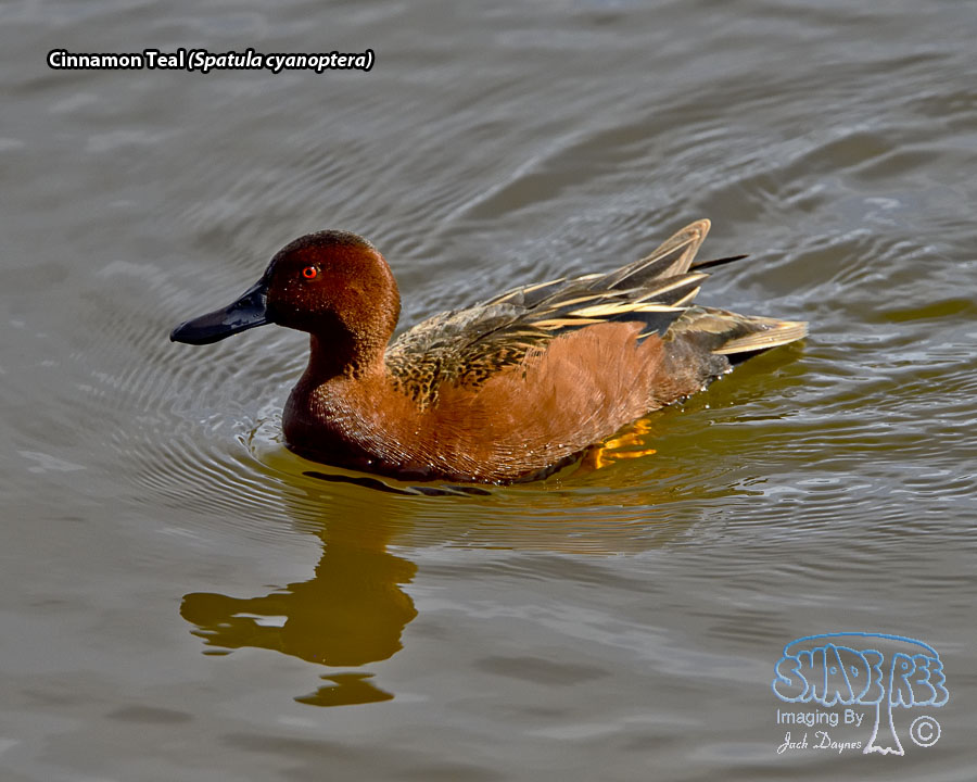 Cinnamon Teal - Spatula cyanoptera