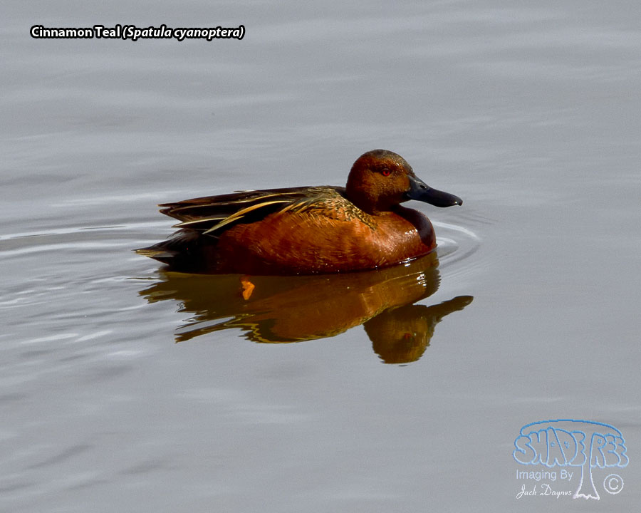 Cinnamon Teal - Spatula cyanoptera