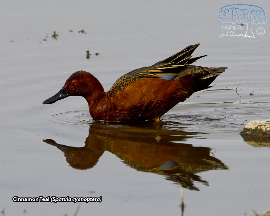Cinnamon Teal - Spatula cyanoptera