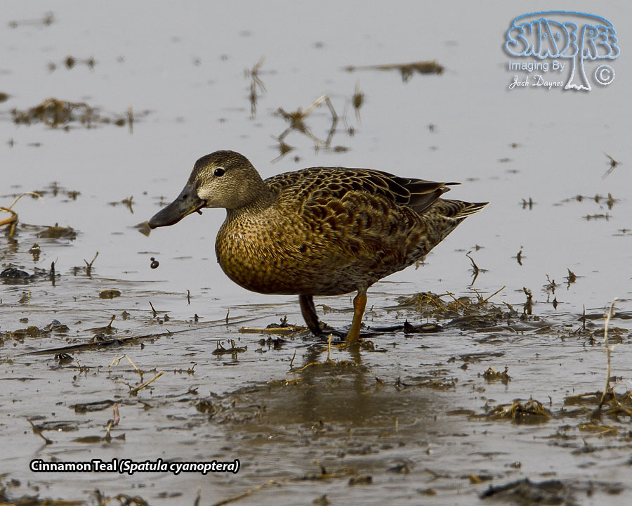 Cinnamon Teal - Spatula cyanoptera