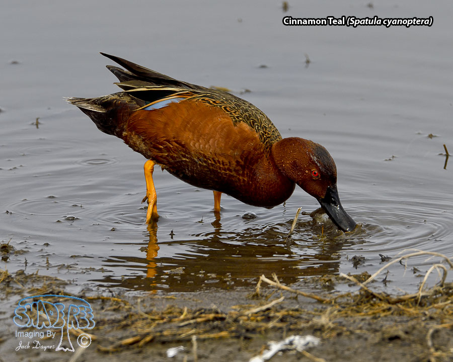 Cinnamon Teal - Spatula cyanoptera