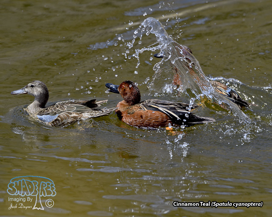 Cinnamon Teal - Spatula cyanoptera