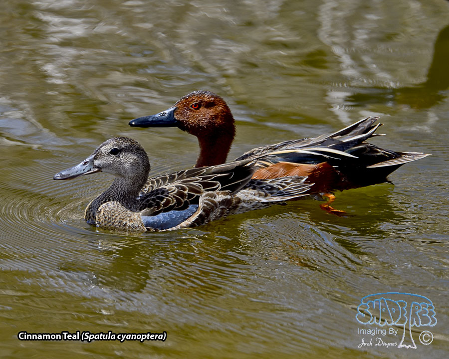 Cinnamon Teal - Spatula cyanoptera