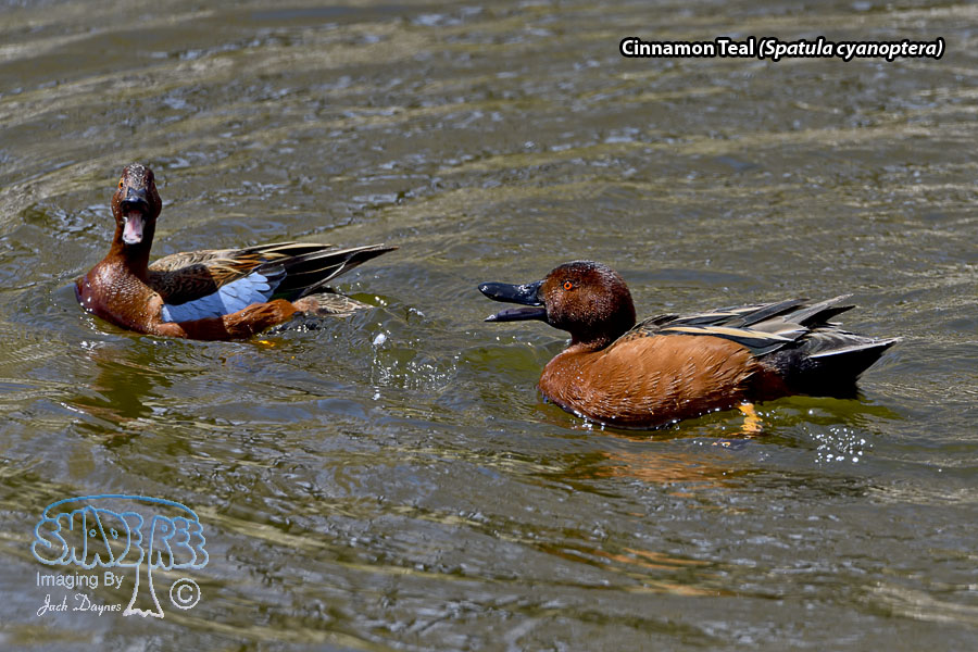Cinnamon Teal - Spatula cyanoptera