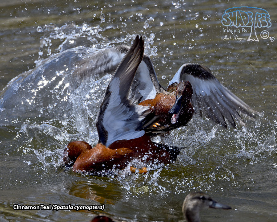 Cinnamon Teal - Spatula cyanoptera