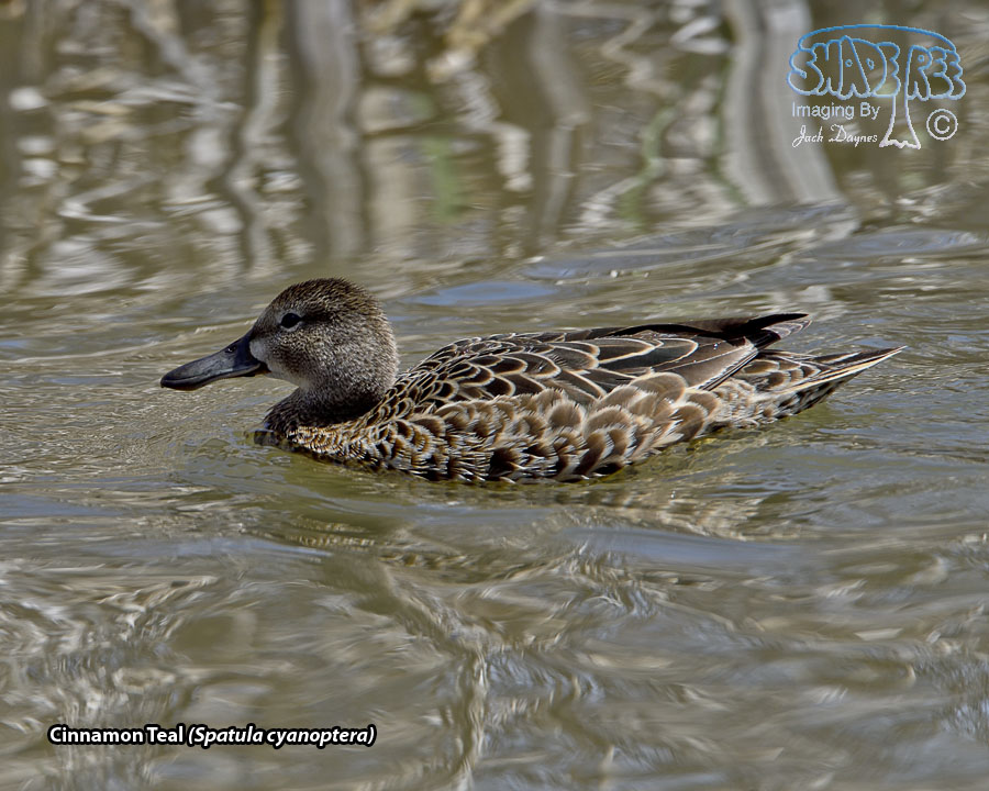 Cinnamon Teal - Spatula cyanoptera