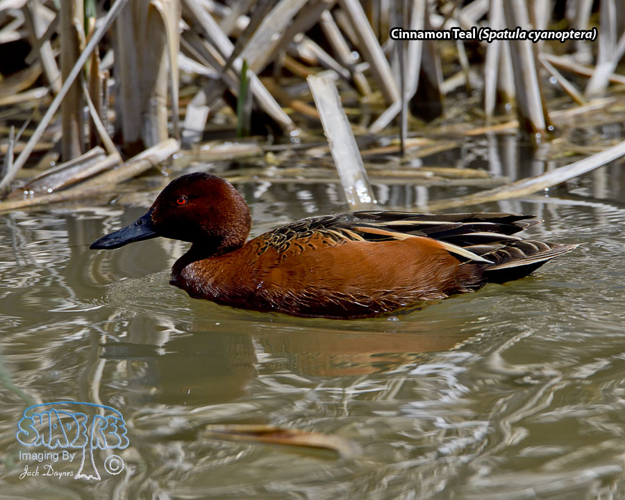 Cinnamon Teal - Spatula cyanoptera
