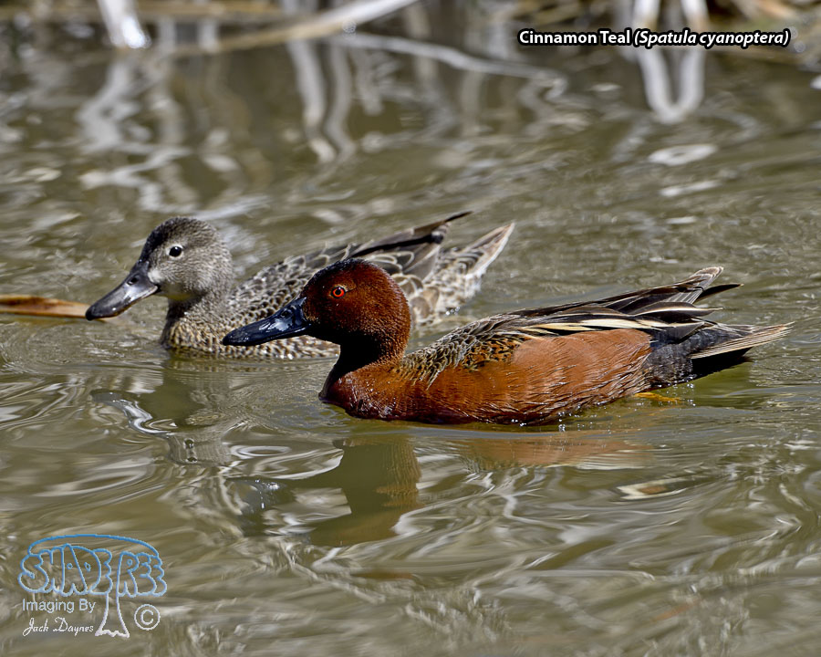 Cinnamon Teal - Spatula cyanoptera
