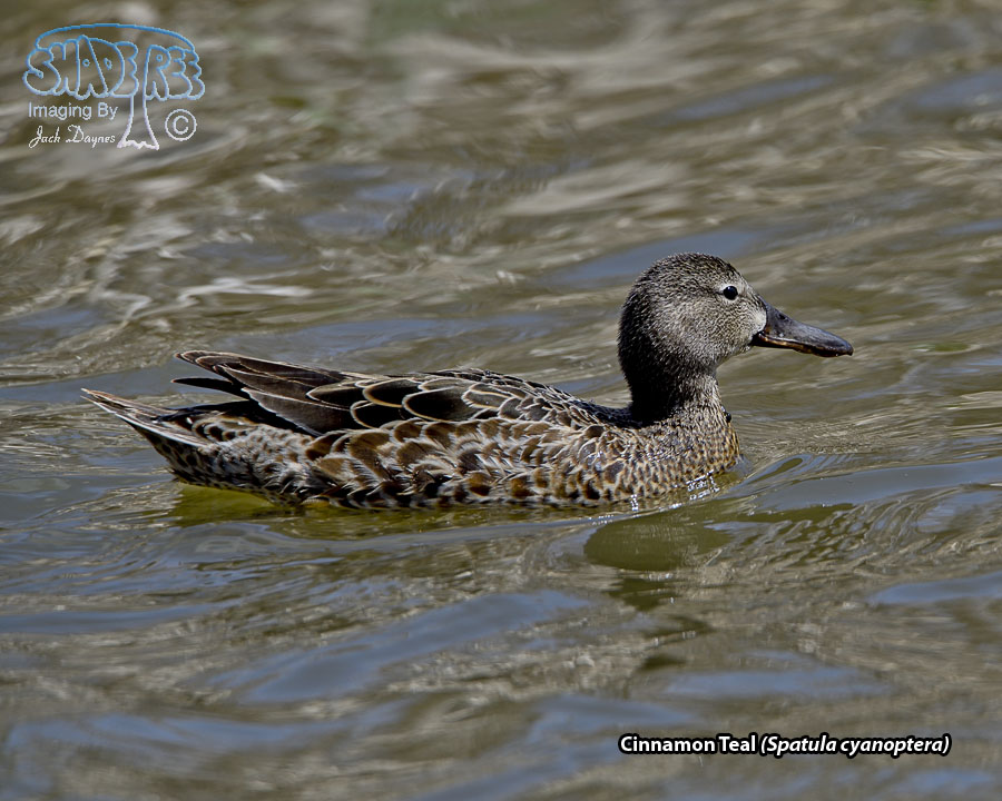 Cinnamon Teal - Spatula cyanoptera