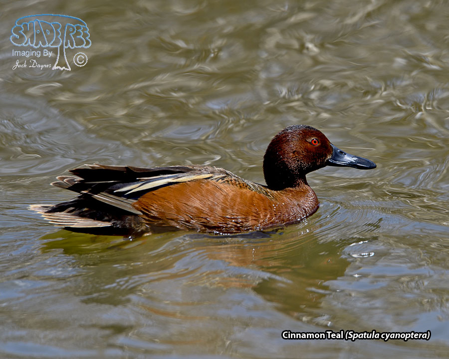 Cinnamon Teal - Spatula cyanoptera