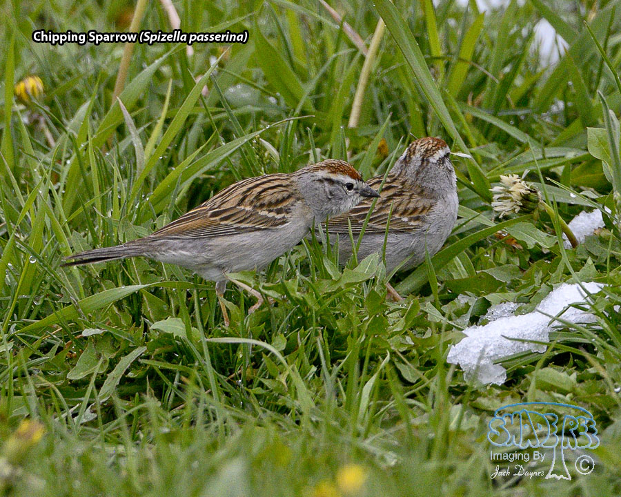 Clay-Colored Sparrow - Spizella pallida