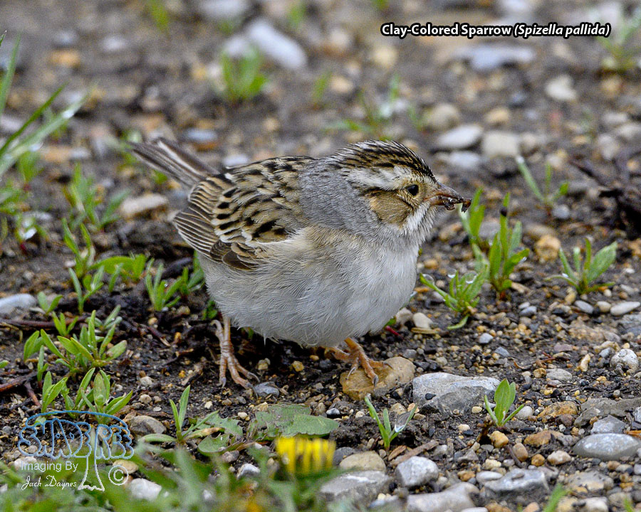 Clay-Colored Sparrow - Spizella pallida