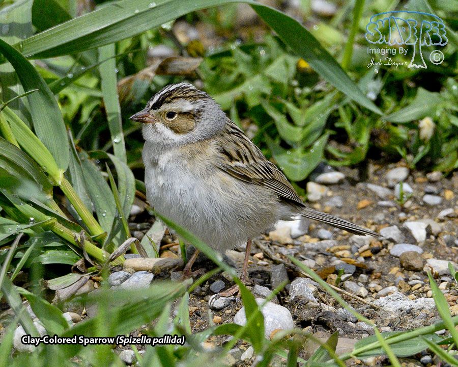 Clay-Colored Sparrow - Spizella pallida