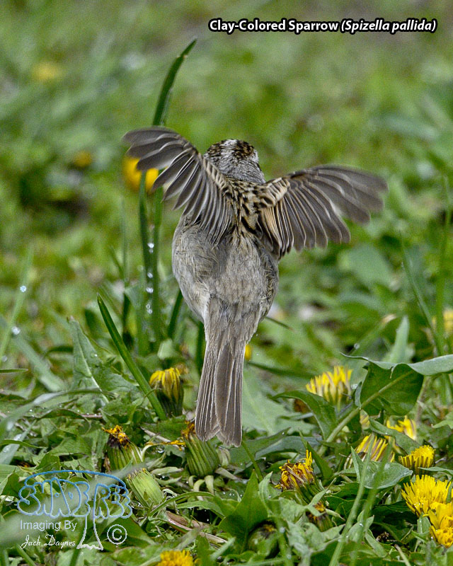Clay-Colored Sparrow - Spizella pallida