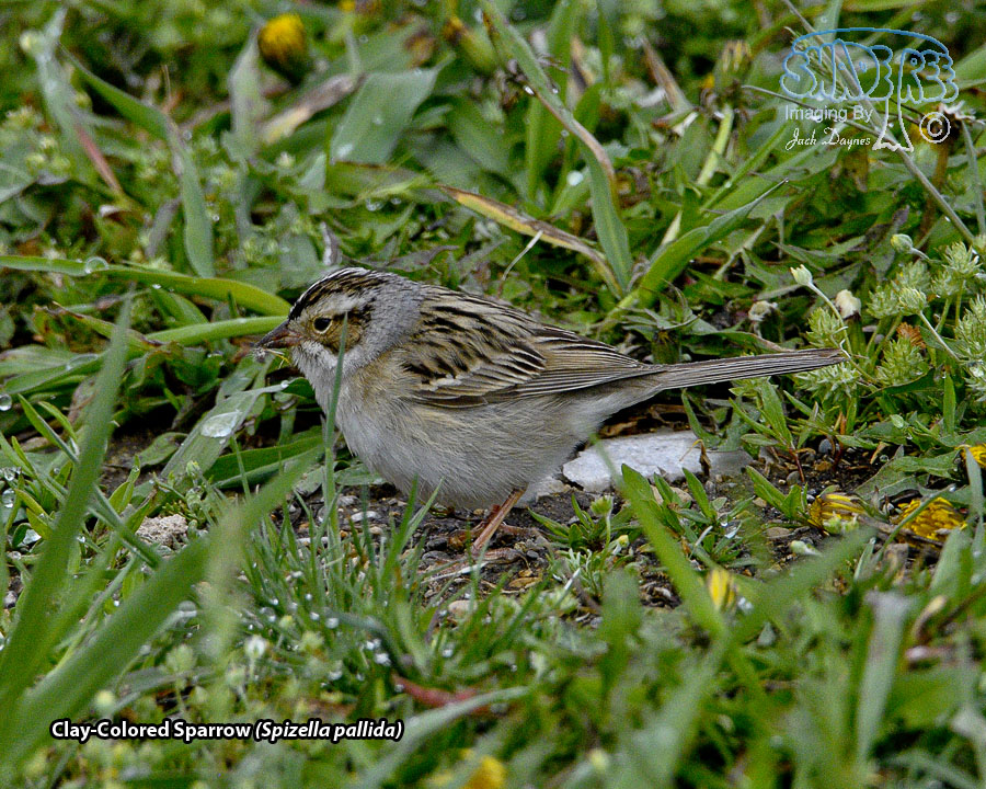 Clay-Colored Sparrow - Spizella pallida