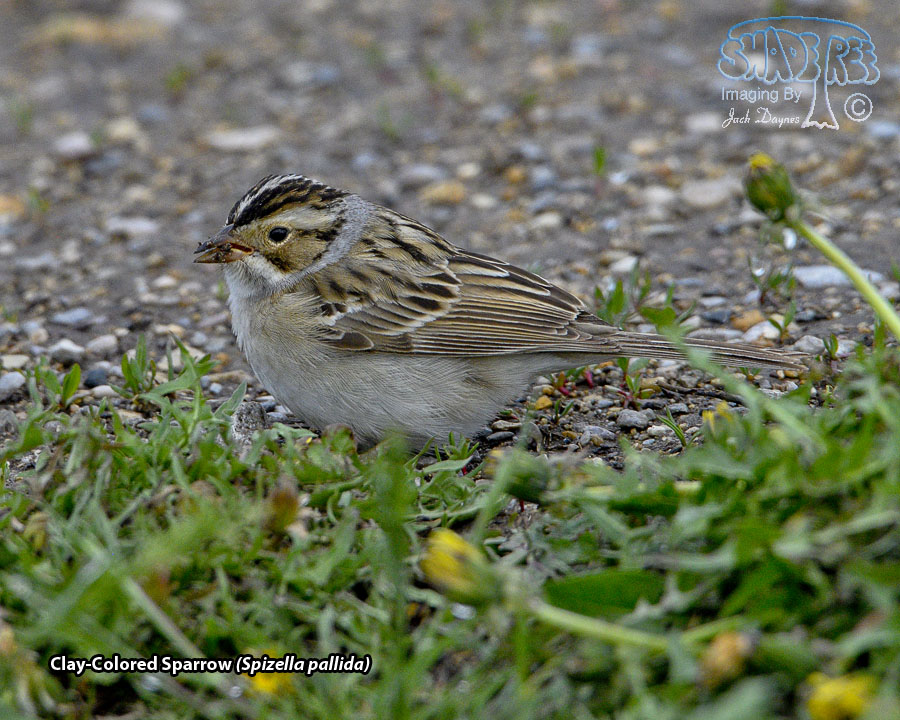Clay-Colored Sparrow - Spizella pallida