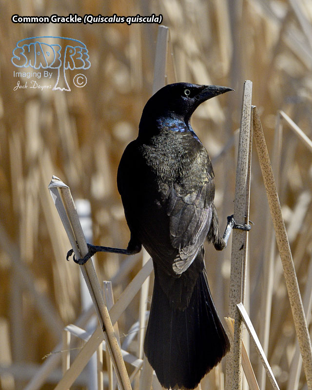 Common Grackle - Quiscalus quiscula