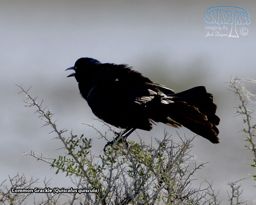 Common Grackle - Quiscalus quiscula