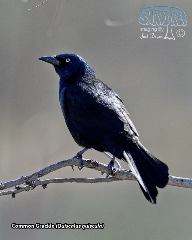 Common Grackle - Quiscalus quiscula