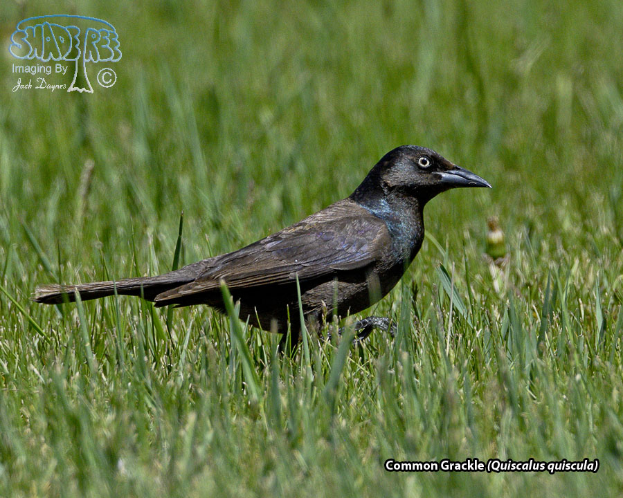 Common Grackle - Quiscalus quiscula