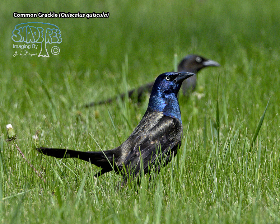 Common Grackle - Quiscalus quiscula