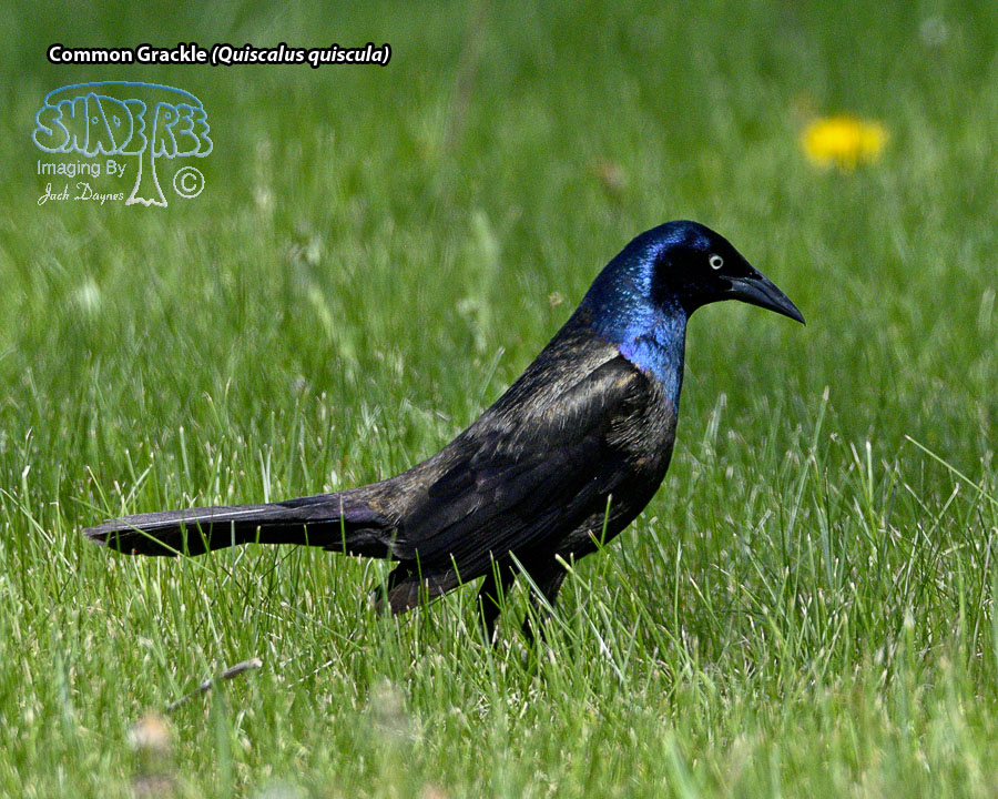 Common Grackle - Quiscalus quiscula