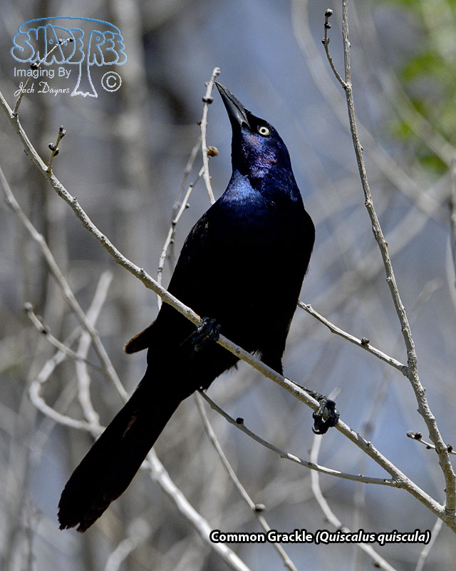 Common Grackle - Quiscalus quiscula